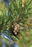 Pinus sylvestris. Часть побега со зрелой вскрывающейся шишкой. Псковская обл., Гдовский р-н, окр. дер. Самолва, мемориальный комплекс «Князь Александр Невский с дружиной», побережье Чудского озера, выкашиваемый луг. 27.04.2025.