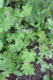 Geranium pusillum. Цветки и листья. Санкт-Петербург, Приморский р-н, окр. ж.-д. ст. «Старая Деревня», у края автомобильной дороги. 29.05.2025.