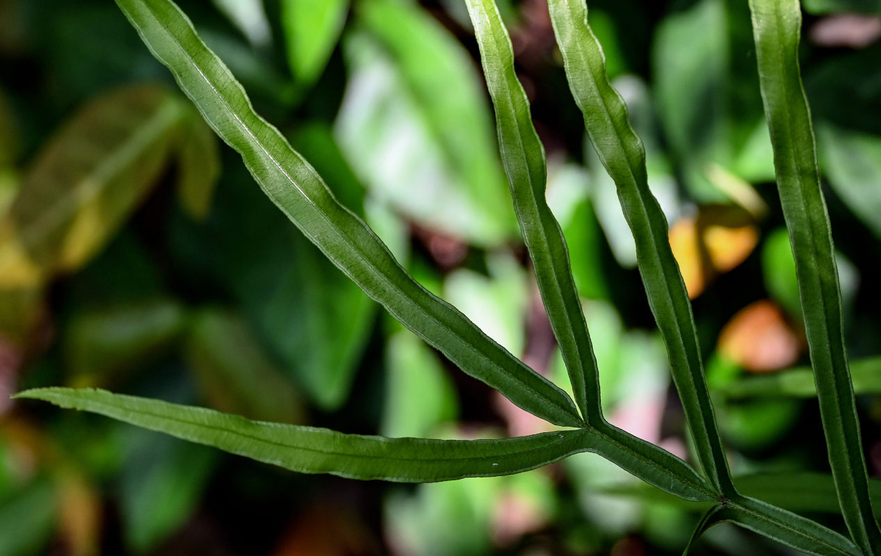 Image of Pteris multifida specimen.