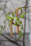 Betula czerepanovii