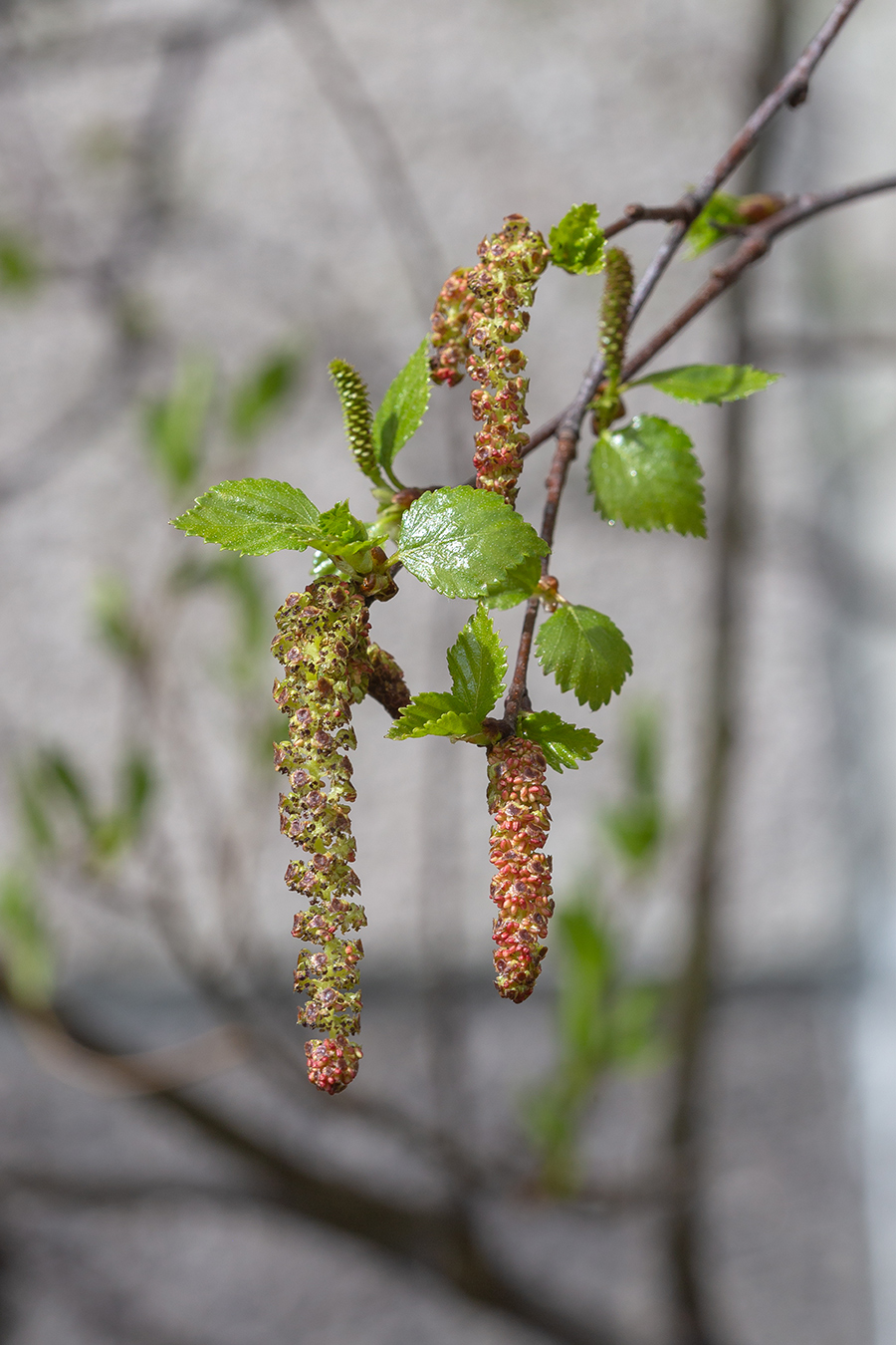 Image of Betula czerepanovii specimen.