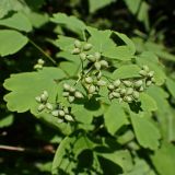 Thalictrum baicalense