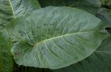 Rumex alpinus