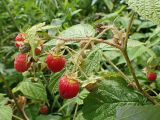 Rubus matsumuranus. Верхушка побега с плодами. Хабаровский край, окр. г. Комсомольск-на-Амуре, просека ЛЭП. 19.07.2025.
