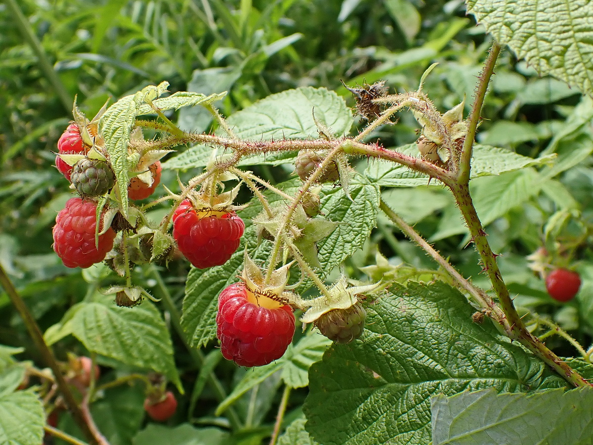 Image of Rubus matsumuranus specimen.