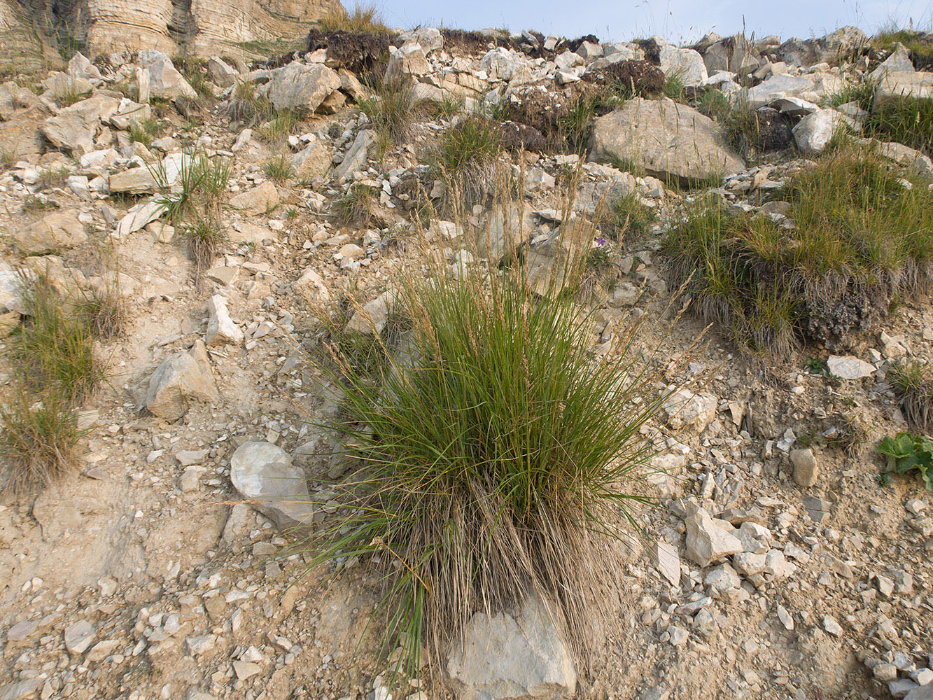 Image of Festuca regeliana specimen.