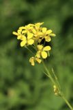 Bunias orientalis. Часть соцветия. Смоленск, ул. Тимирязева, пустырь у крепостной стены. 10.06.2025.