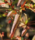 Ludwigia epilobioides. Часть побега с плодами. Приморский край, Октябрьский р-н, окр. с. Чернятино, дол. р. Раздольная на левом берегу, пойма, на илистой отмели. 08.09.2025.