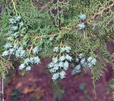 Platycladus orientalis