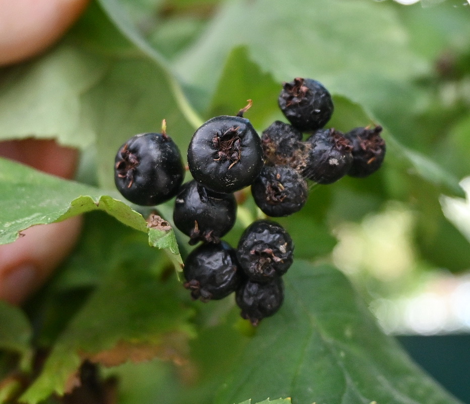 Изображение особи род Crataegus.
