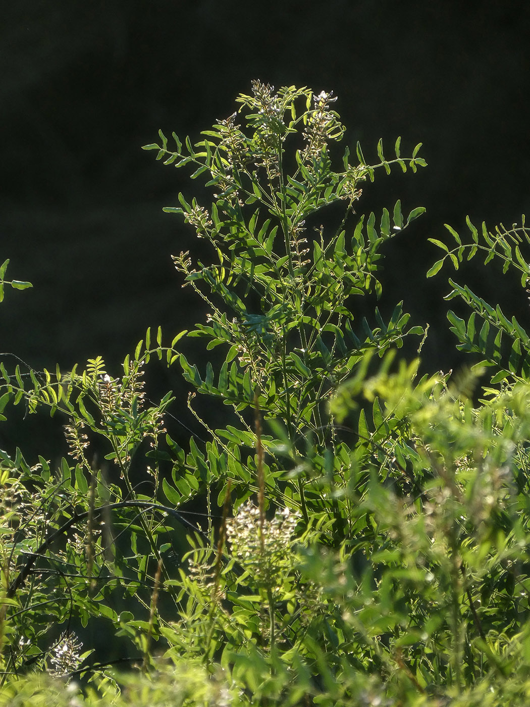 Изображение особи Glycyrrhiza glabra.