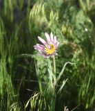 genus Tragopogon. Соцветие. Турция, ил Ван, крепость Чавуштепе. 23 мая 2025 г.