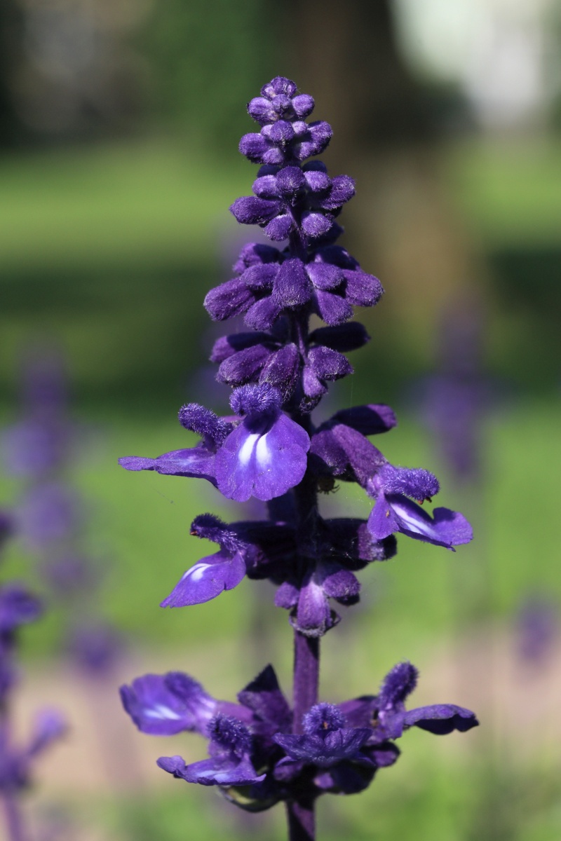 Image of Salvia farinacea specimen.