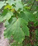 Смотреть изображение Acer pseudoplatanus
