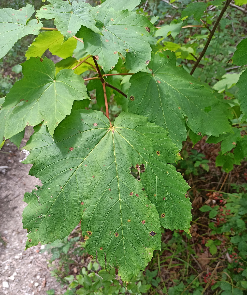 Изображение особи Acer pseudoplatanus.