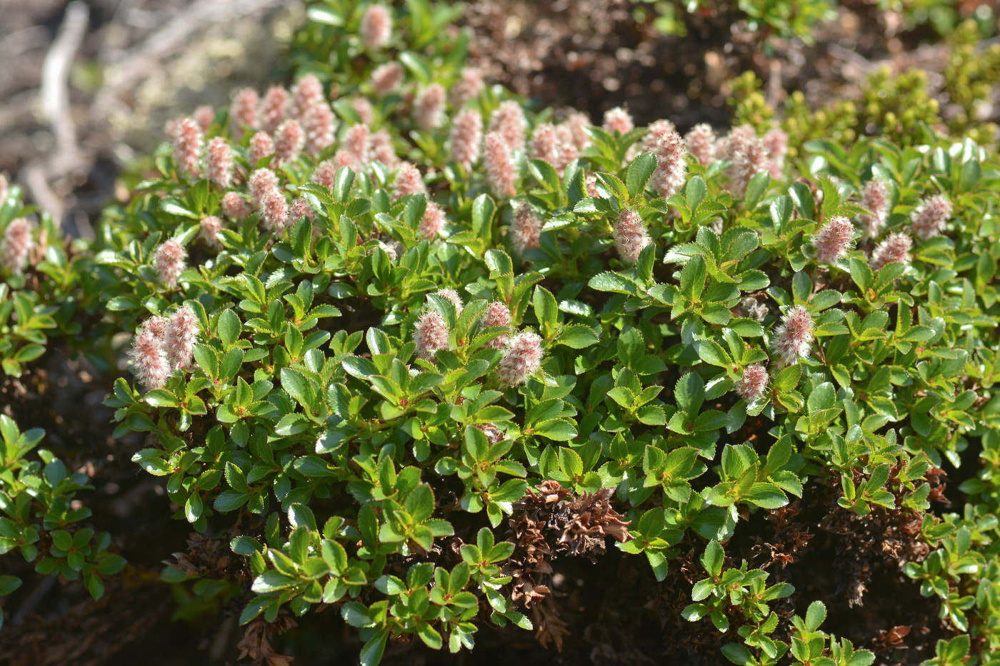 Изображение особи Salix tschuktschorum.