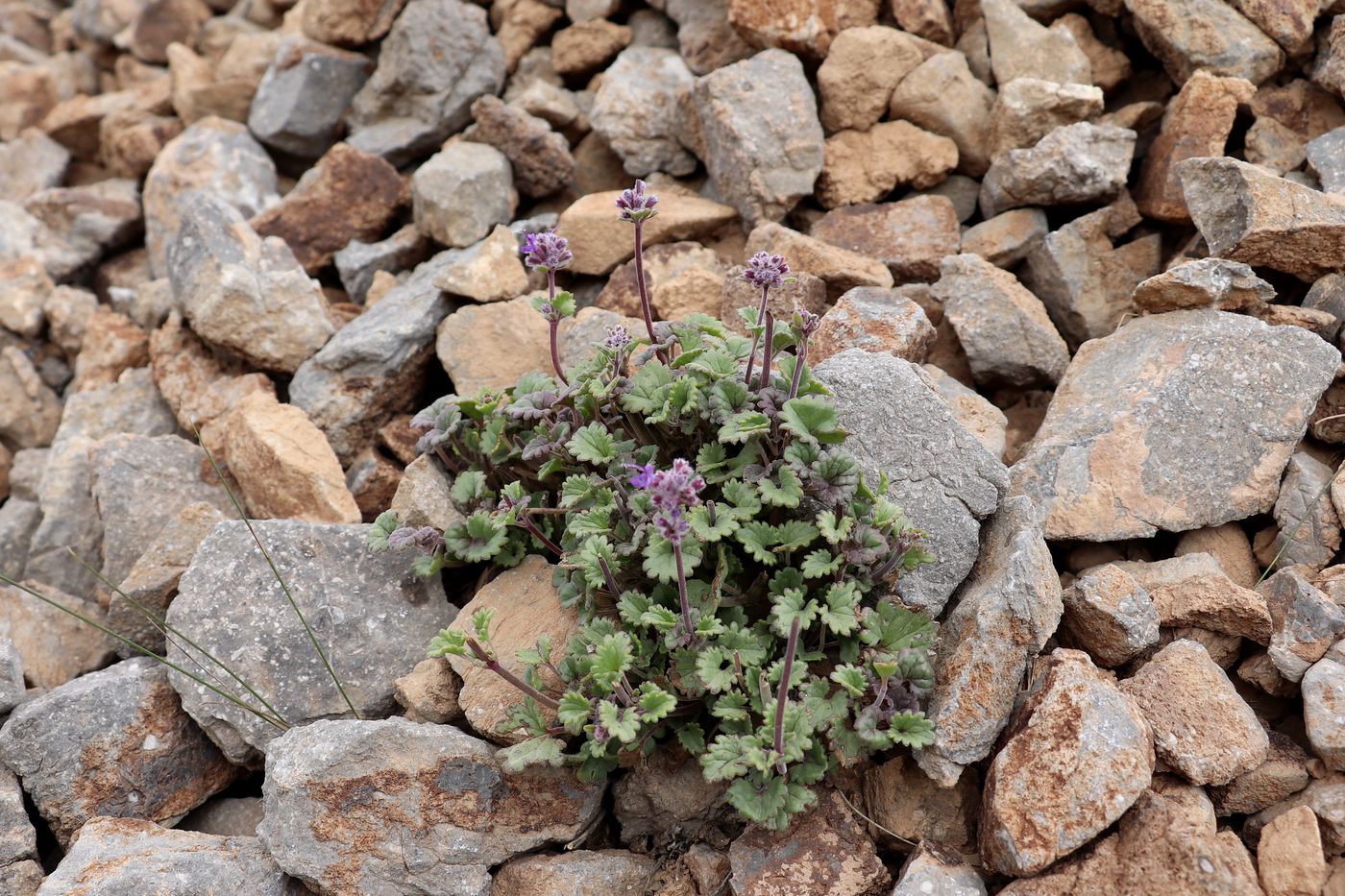 Изображение особи Dracocephalum stamineum.