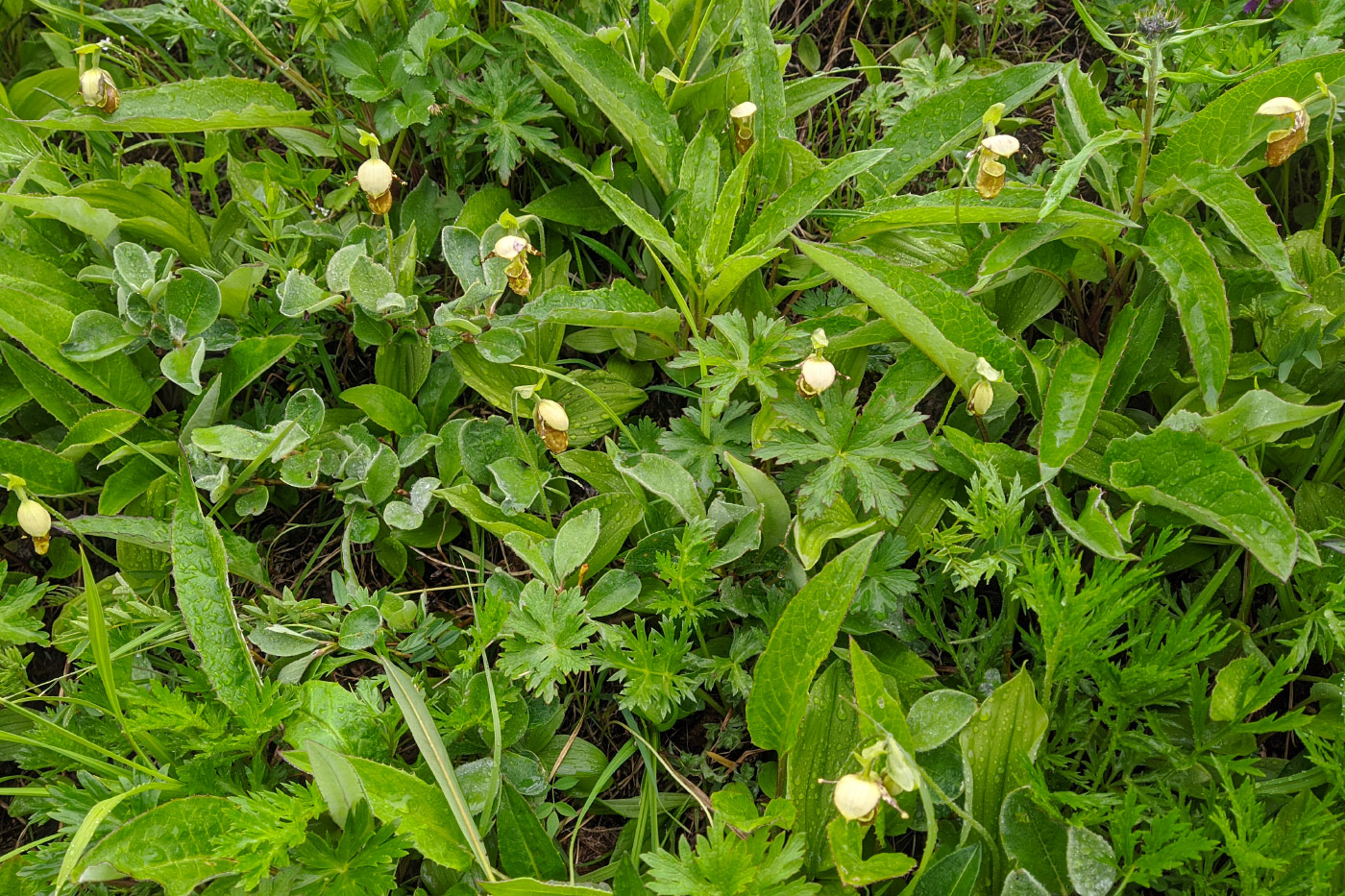Image of Cypripedium yatabeanum specimen.