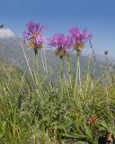 Psephellus caucasicus. Цветущие растения. Кабардино-Балкария, Черекский р-н, окр. с. Бабугент, северо-восточный склон горы Чегетджара, ≈ 2800 м н.у.м., альпийский луг. 28.07.2025.
