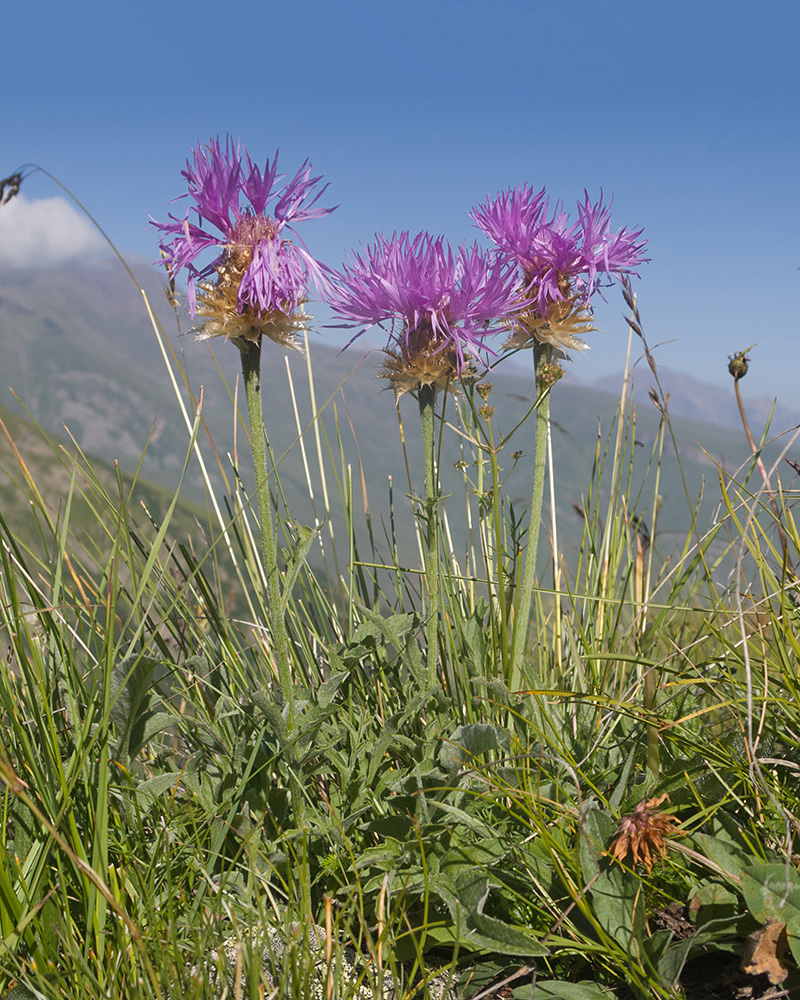 Image of Psephellus caucasicus specimen.
