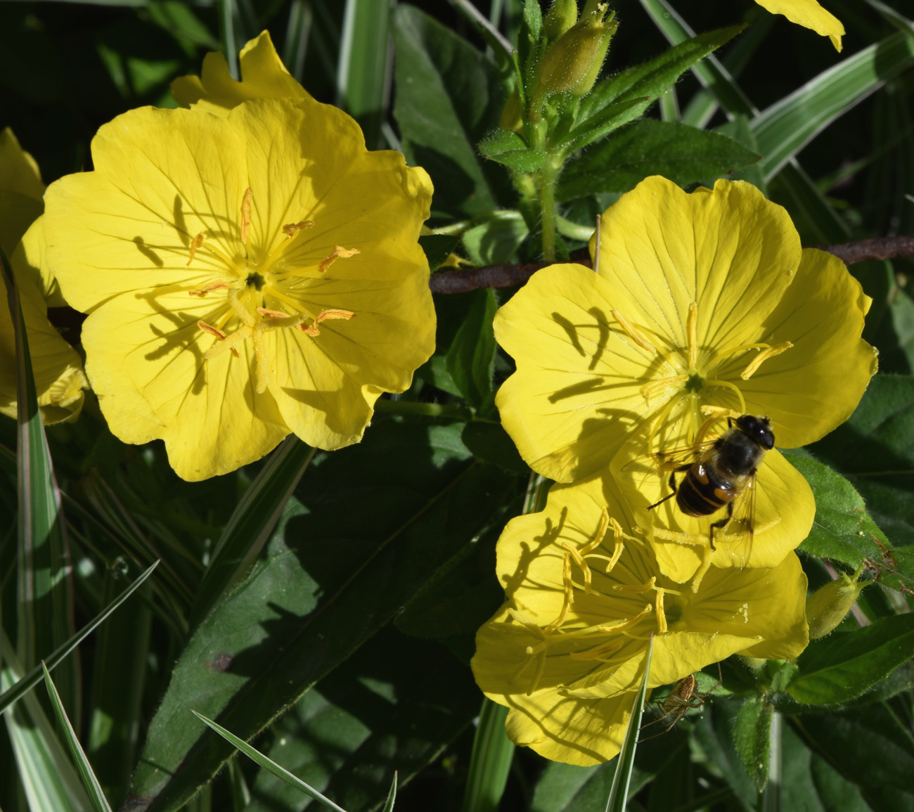 Изображение особи Oenothera tetragona.