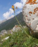 Tephroseris caucasigena