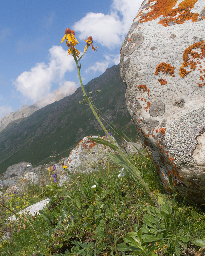 Image of Tephroseris caucasigena specimen.