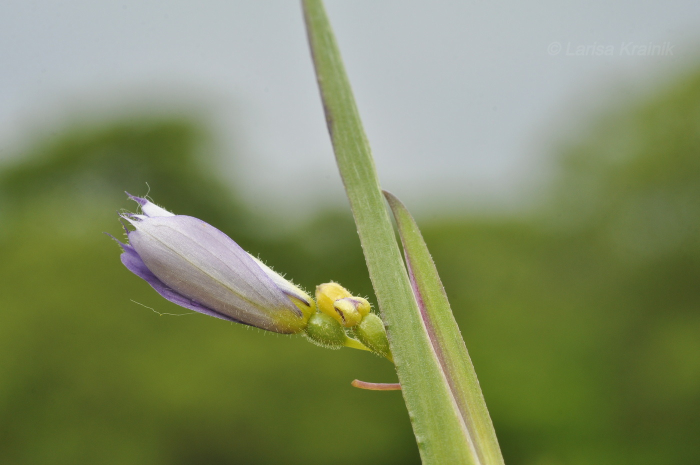 Изображение особи Sisyrinchium septentrionale.
