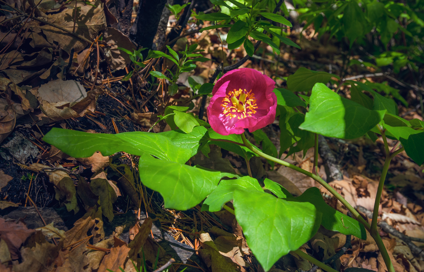 Image of Paeonia obovata specimen.