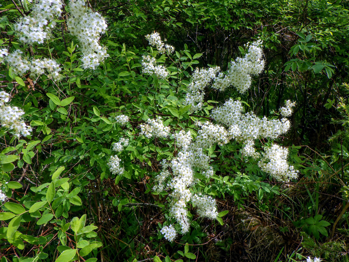 Изображение особи род Spiraea.