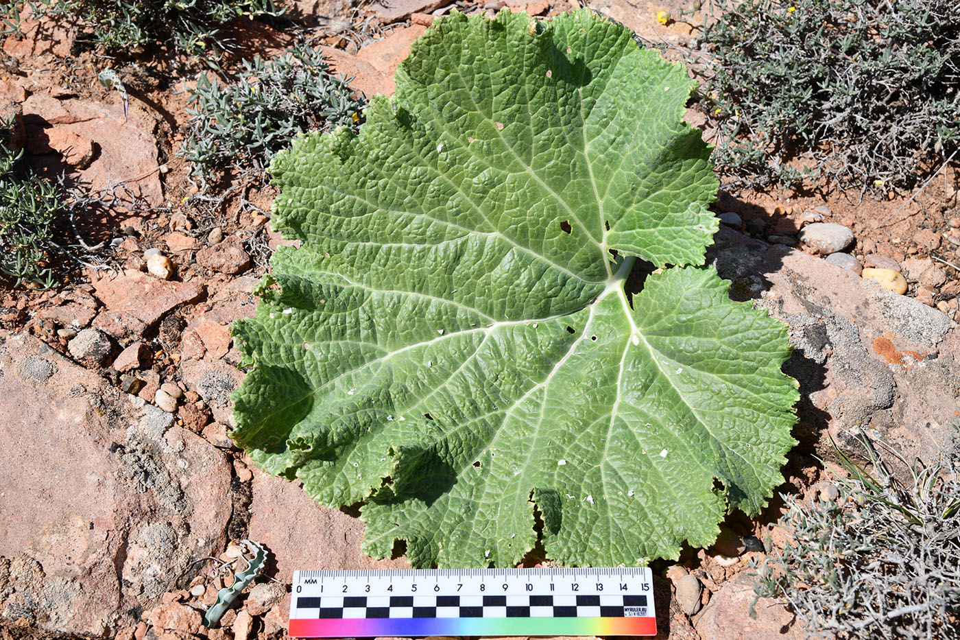 Image of Crambe kotschyana specimen.