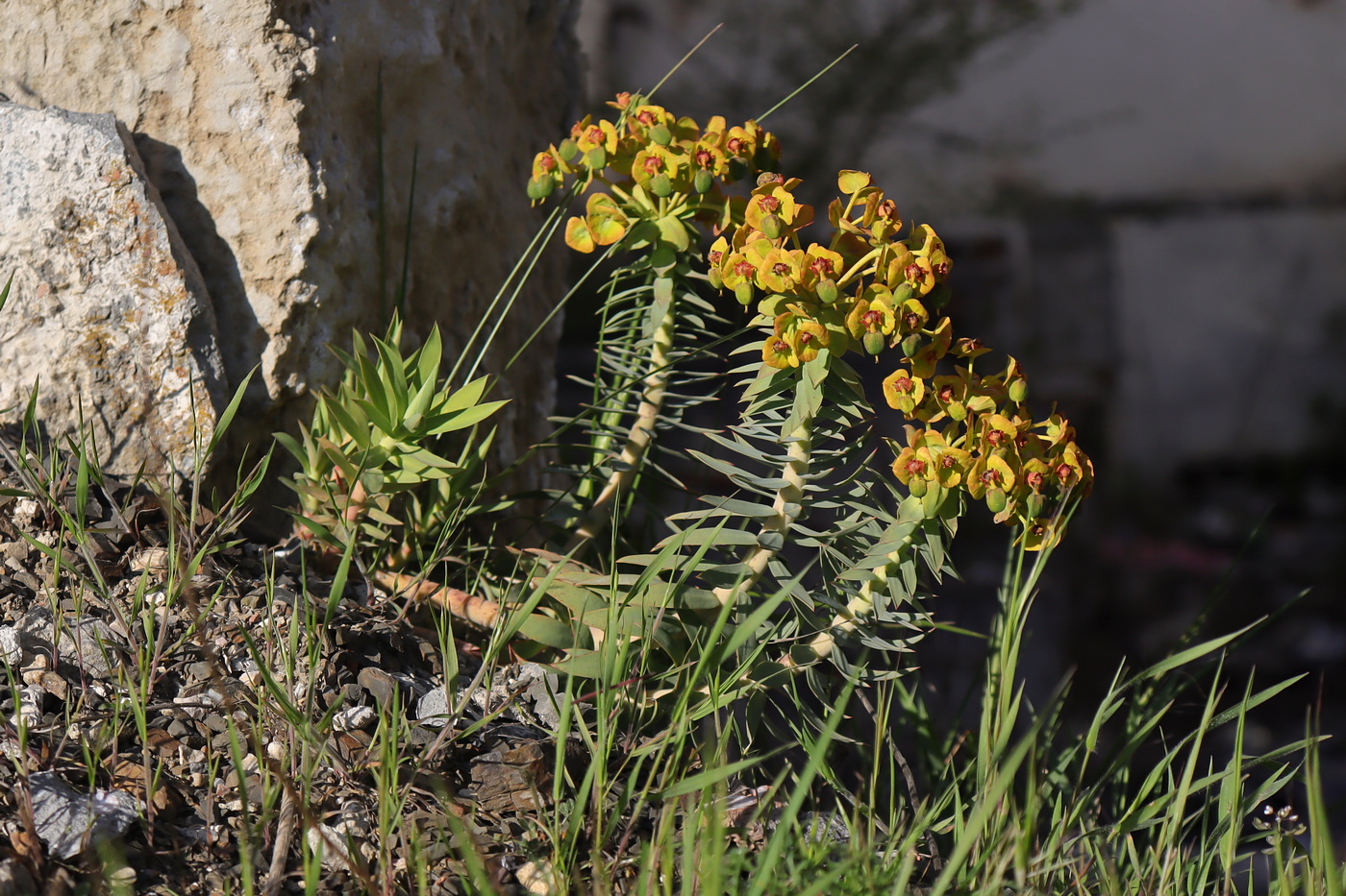 Изображение особи Euphorbia rigida.