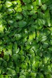 Maianthemum dilatatum. Листья и бутоны. Приморский край, о. Русский, о. Папенберг, смешанный лес. 11.05.2026.