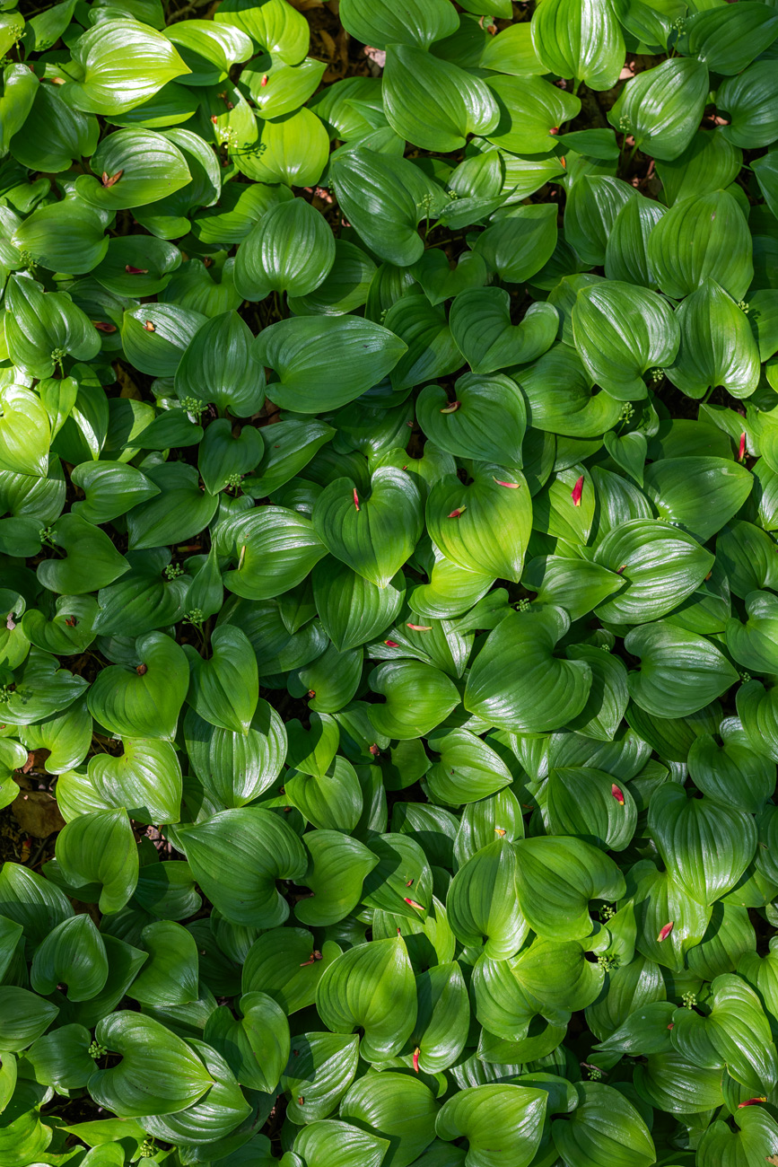 Image of Maianthemum dilatatum specimen.