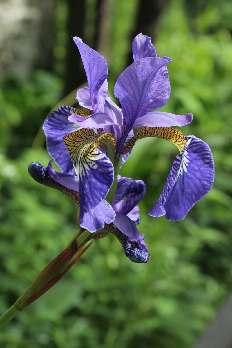 Изображение особи Iris sibirica.
