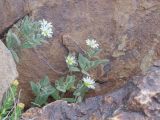Stellaria turkestanica