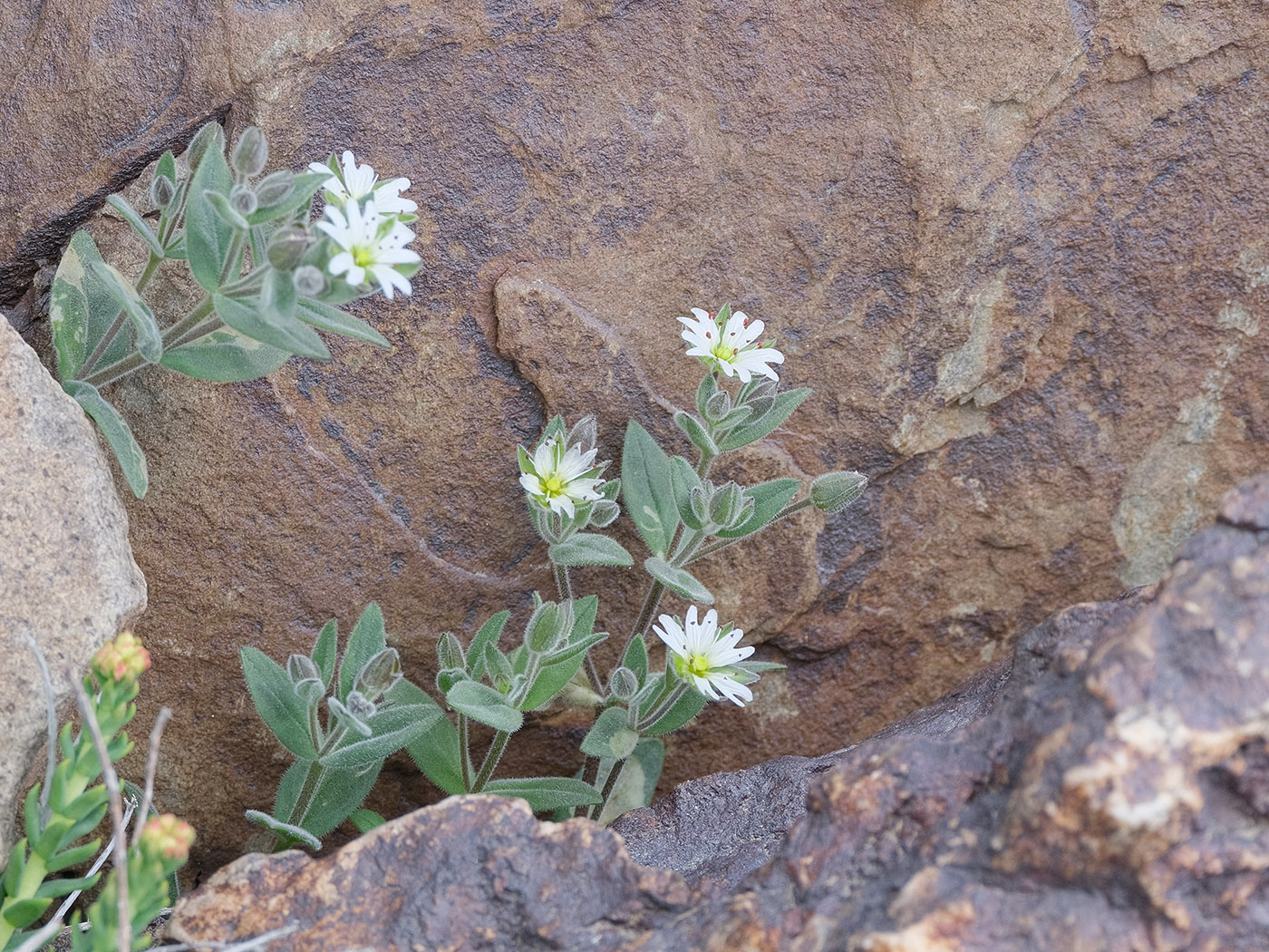 Изображение особи Stellaria turkestanica.