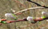 Salix myrsinifolia