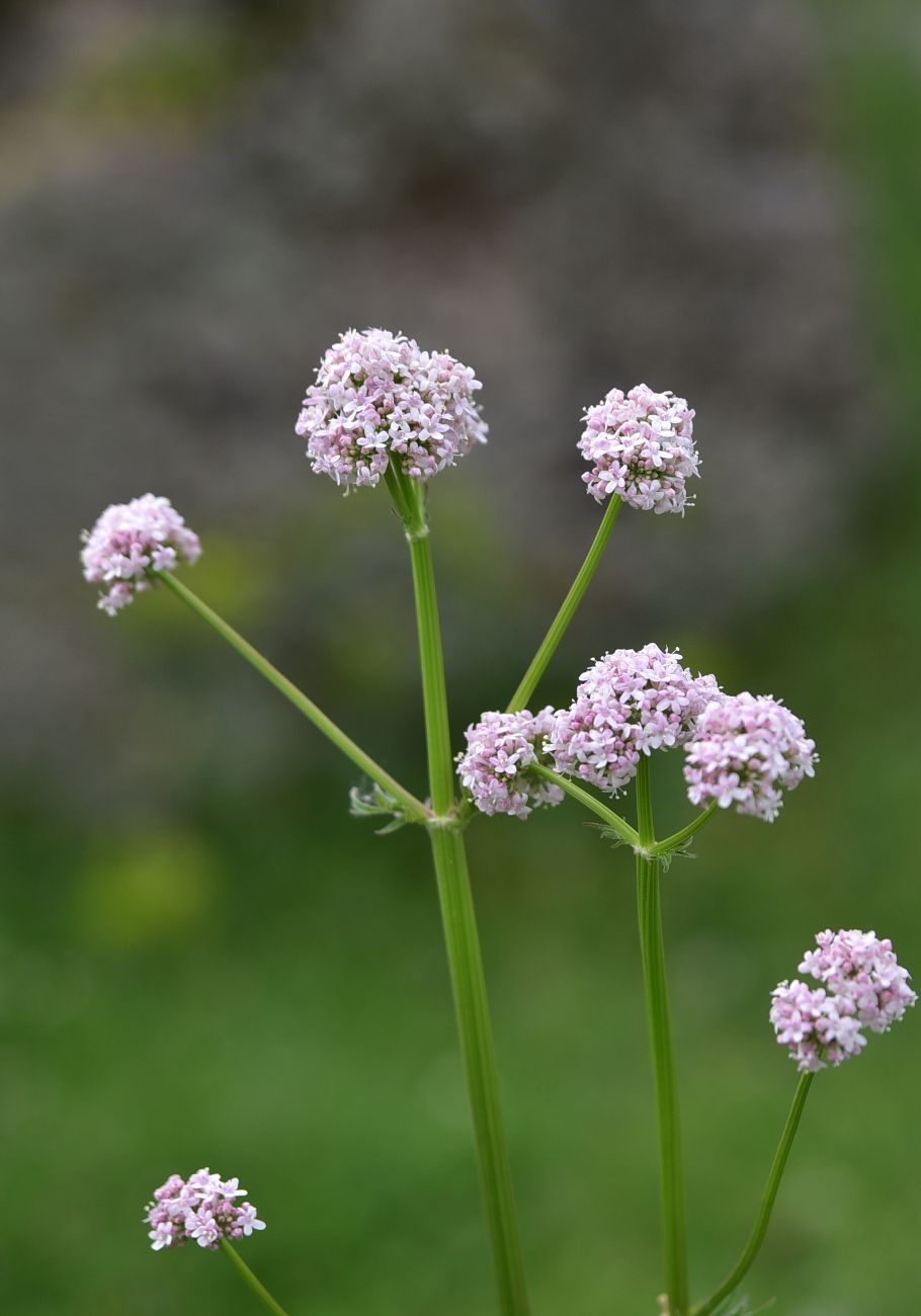 Image of Valeriana officinalis specimen.