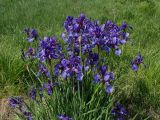 Iris sanguinea. Верхушка цветущего растения. Хабаровский край, окр. г. Комсомольск-на-Амуре, зарастающий луг. 16.06.2026.
