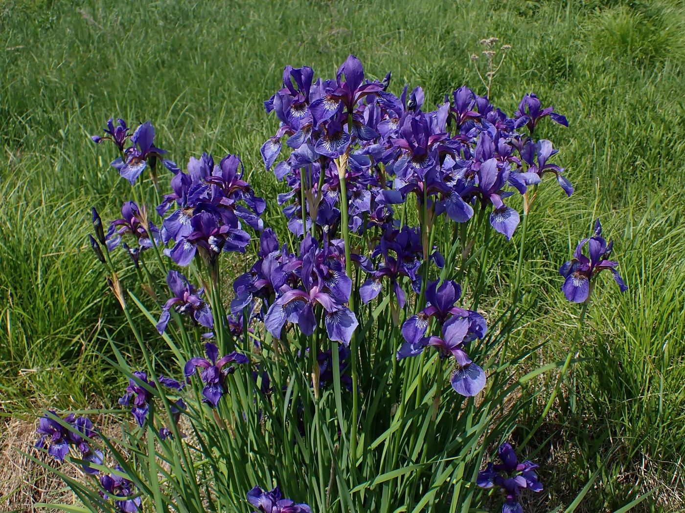 Image of Iris sanguinea specimen.