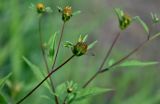 Bidens frondosa. Верхушка побега с соплодием. Московская обл., Талдомский гор. округ, окр. пос. Вербилки, берег р. Дубна, у воды. 23.08.2026.