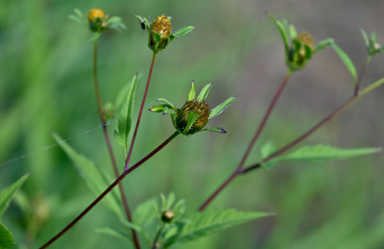 Image of Bidens frondosa specimen.