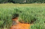 genus Carex. Аспект вегетирующих растений. Кабардино-Балкария, Черекский р-н, окр. с. Верхняя Балкария, ур. Уштулу, болото под нарзанным источником. 03.09.2026.