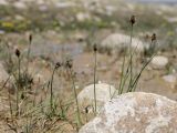 familia Cyperaceae. Цветущие растения. Таджикистан, Горно-Бадахшанская автономная обл., Мургабский р-н, окр. пер. Харгуш, побережье оз. Харгуш, ≈ 4260 м н.у.м., ручей. 5 июля 2026 г.