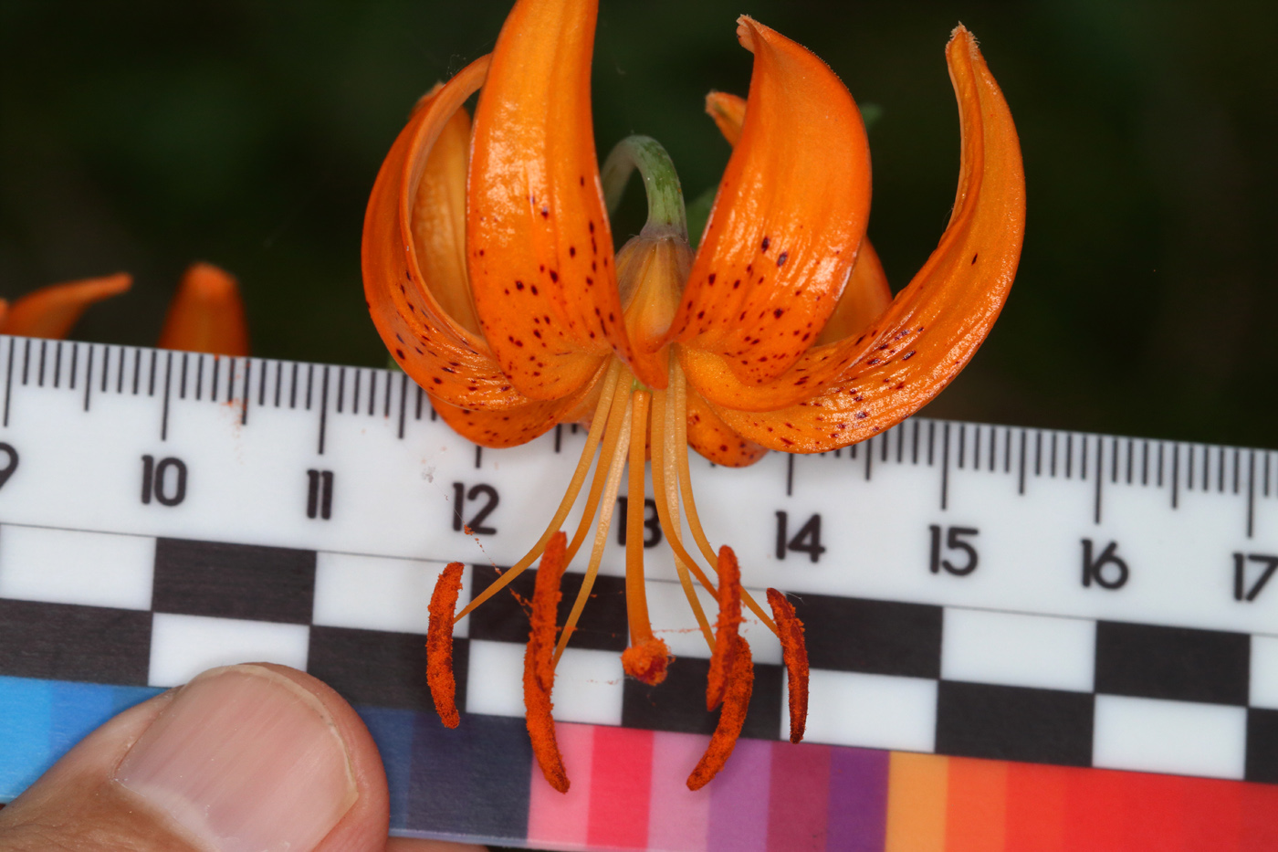 Изображение особи Lilium debile.
