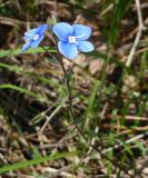 Veronica umbrosa