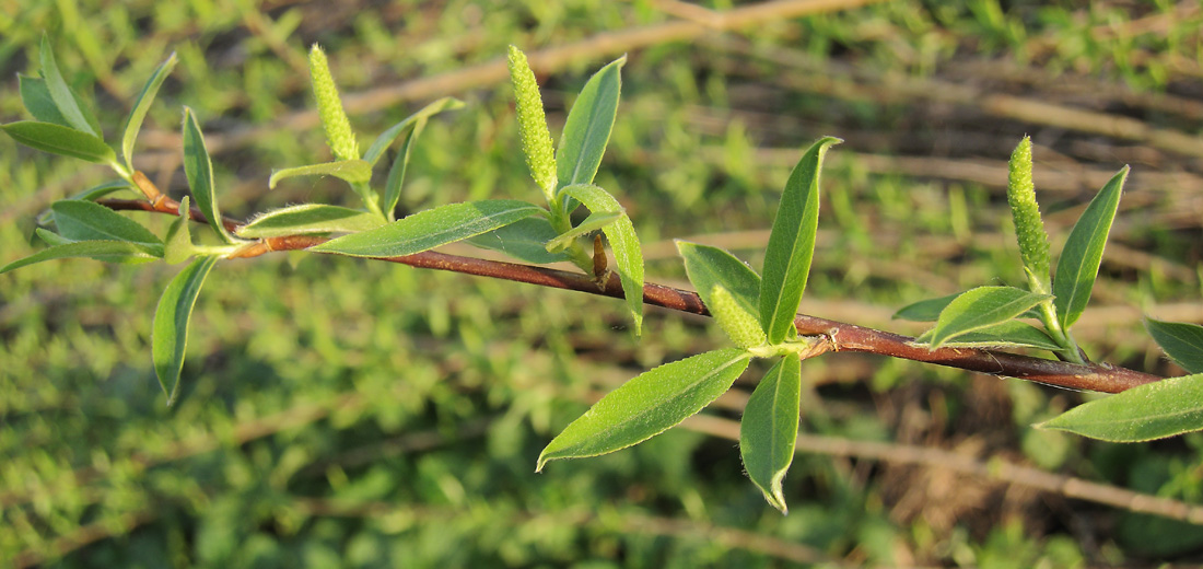 Image of Salix &times; fragilis specimen.