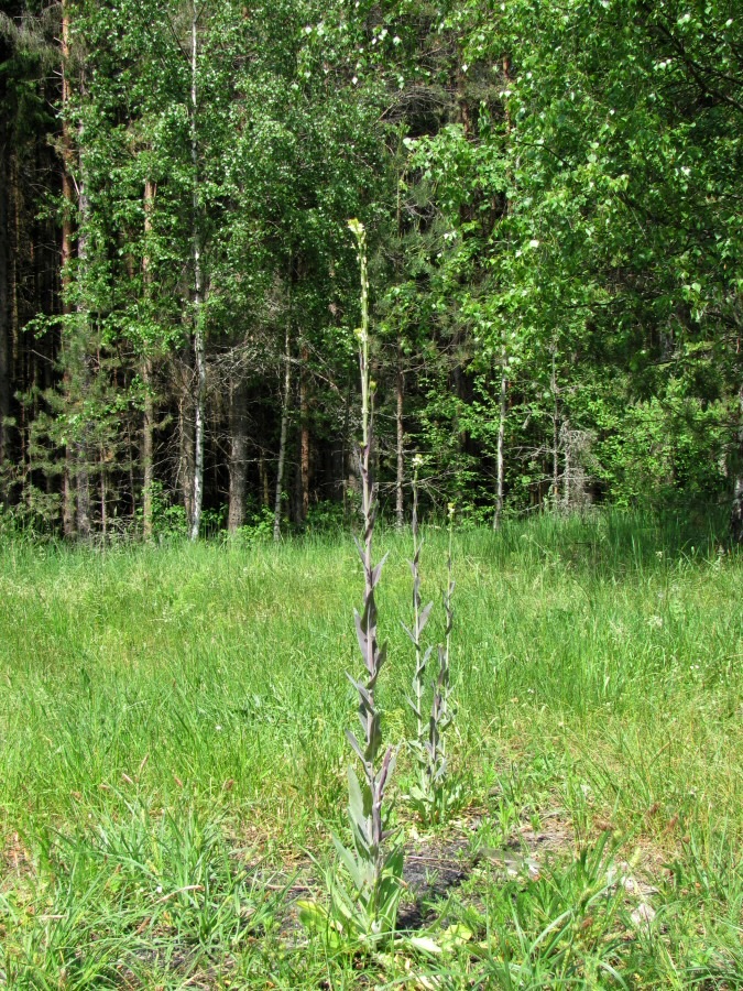 Изображение особи Turritis glabra.