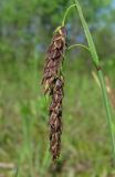 Carex limosa